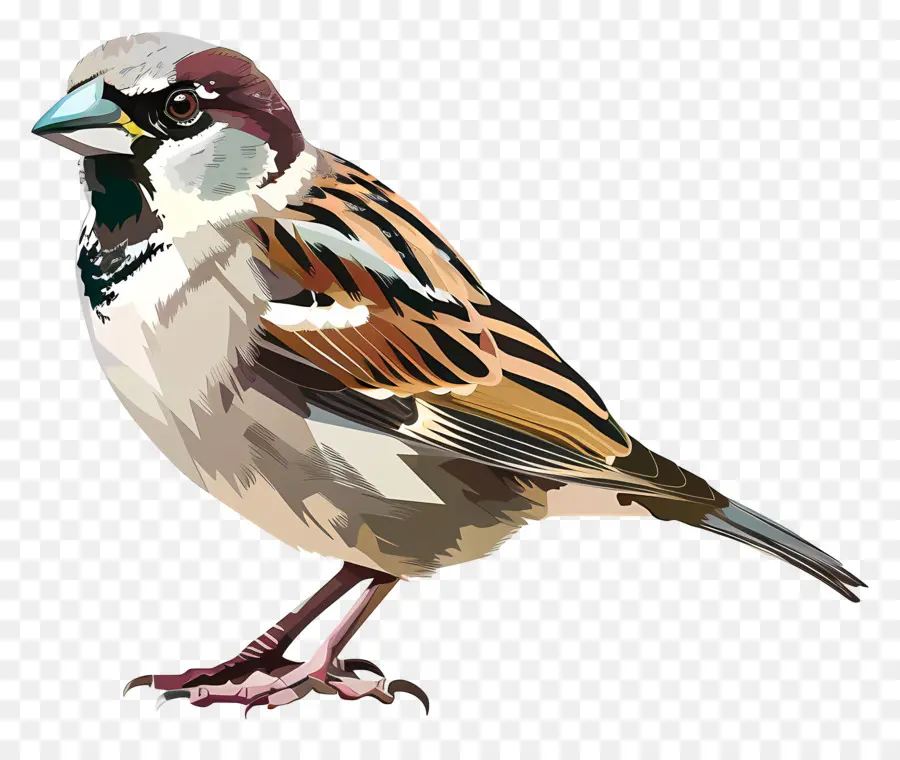 Gorrión，Aves PNG