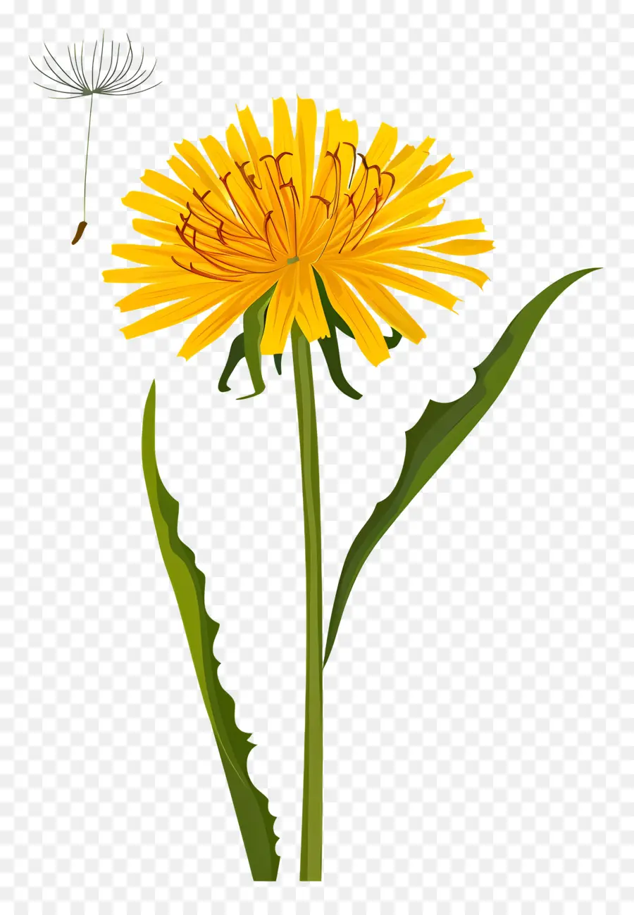 Diente De León Amarillo，Diente De León PNG