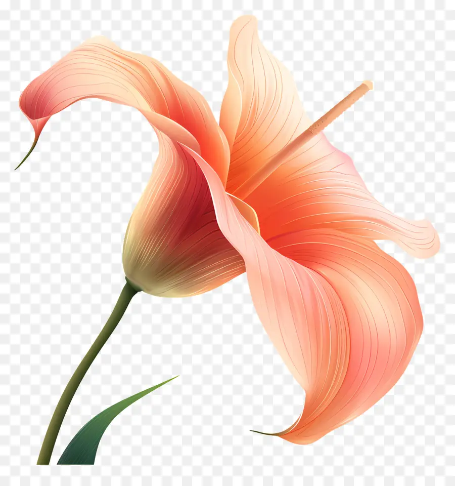 Flor，Flor De Lis PNG