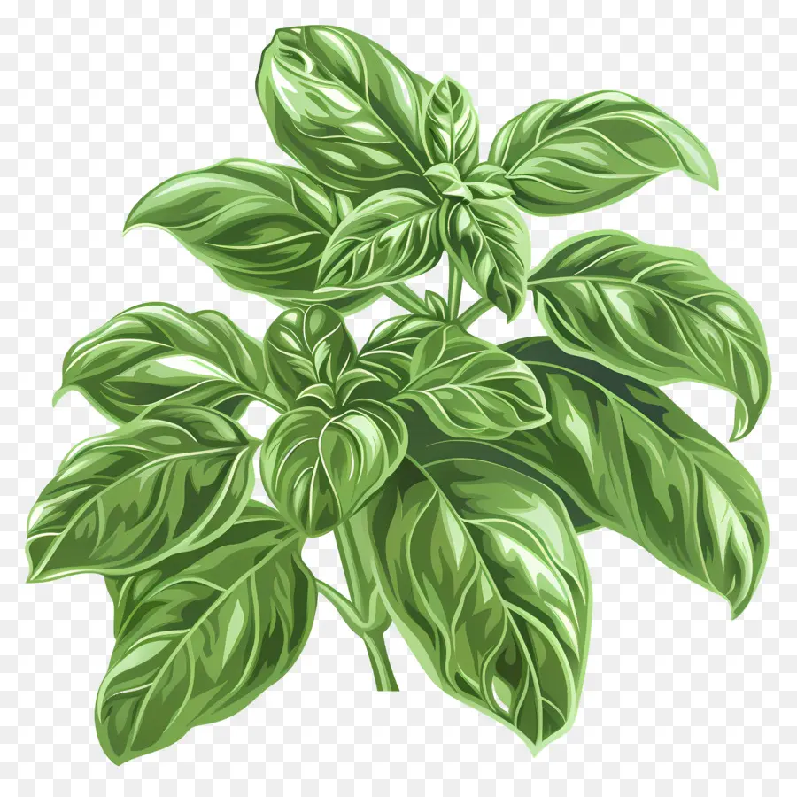 Planta De Albahaca，Planta PNG