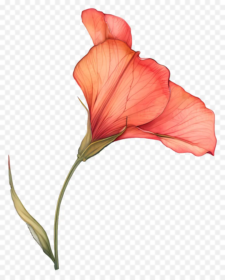 Flor，Flor Rosa PNG