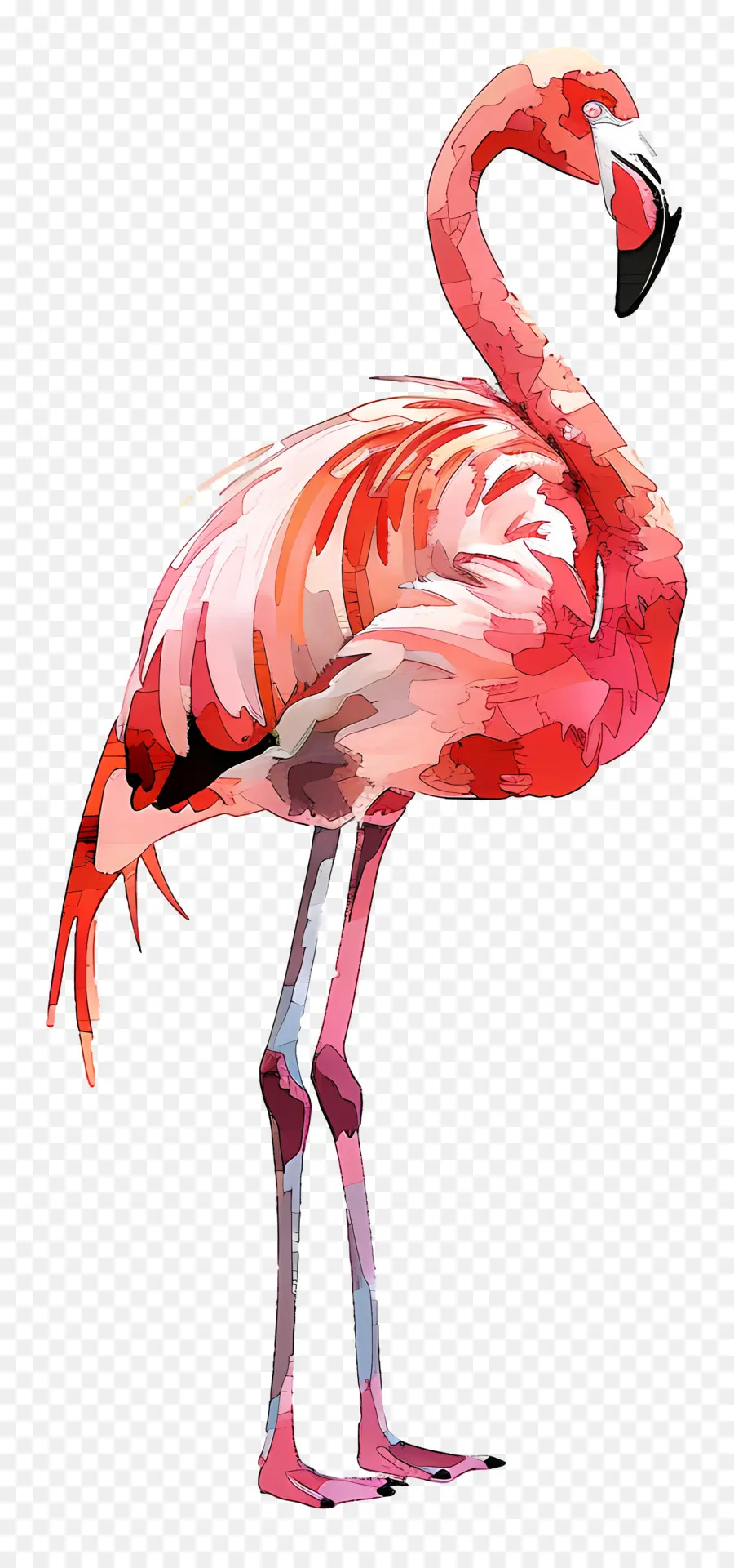 Flamingo，Flamenco Rosado PNG