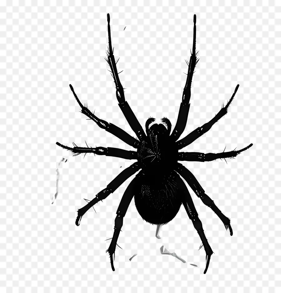 Araña，Araña Negra PNG