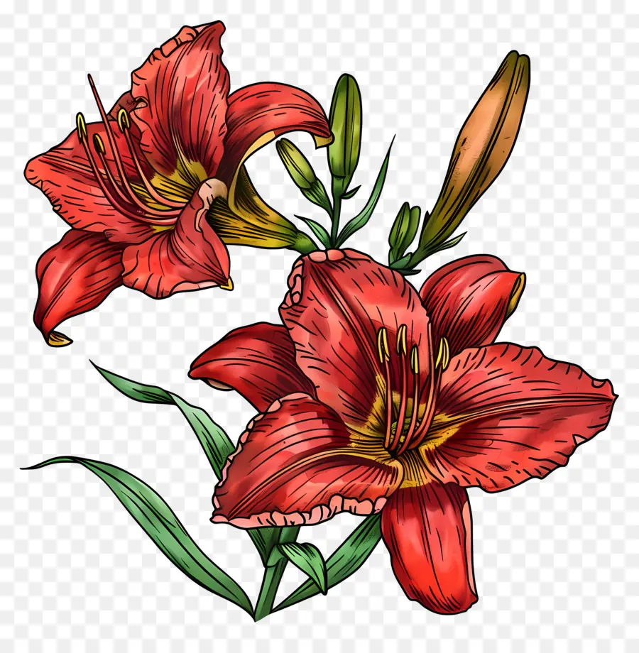 Hemerocallis，Lirios Rojos PNG