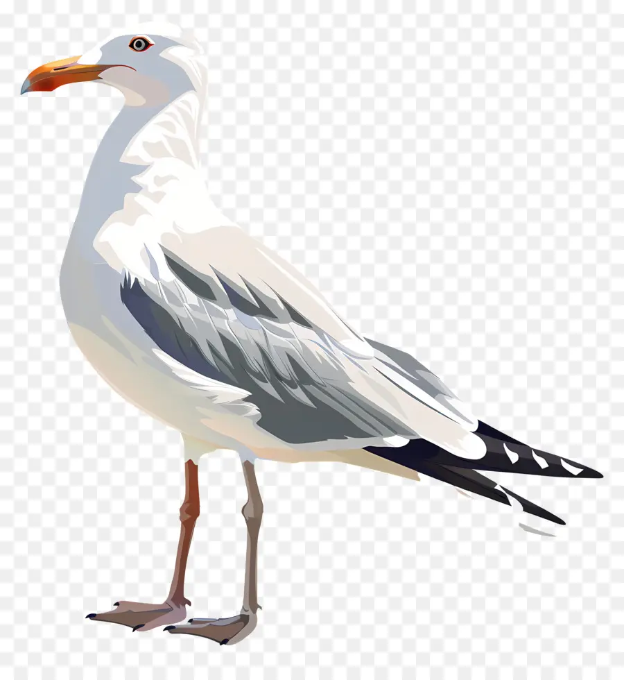 Gaviota，Aves PNG