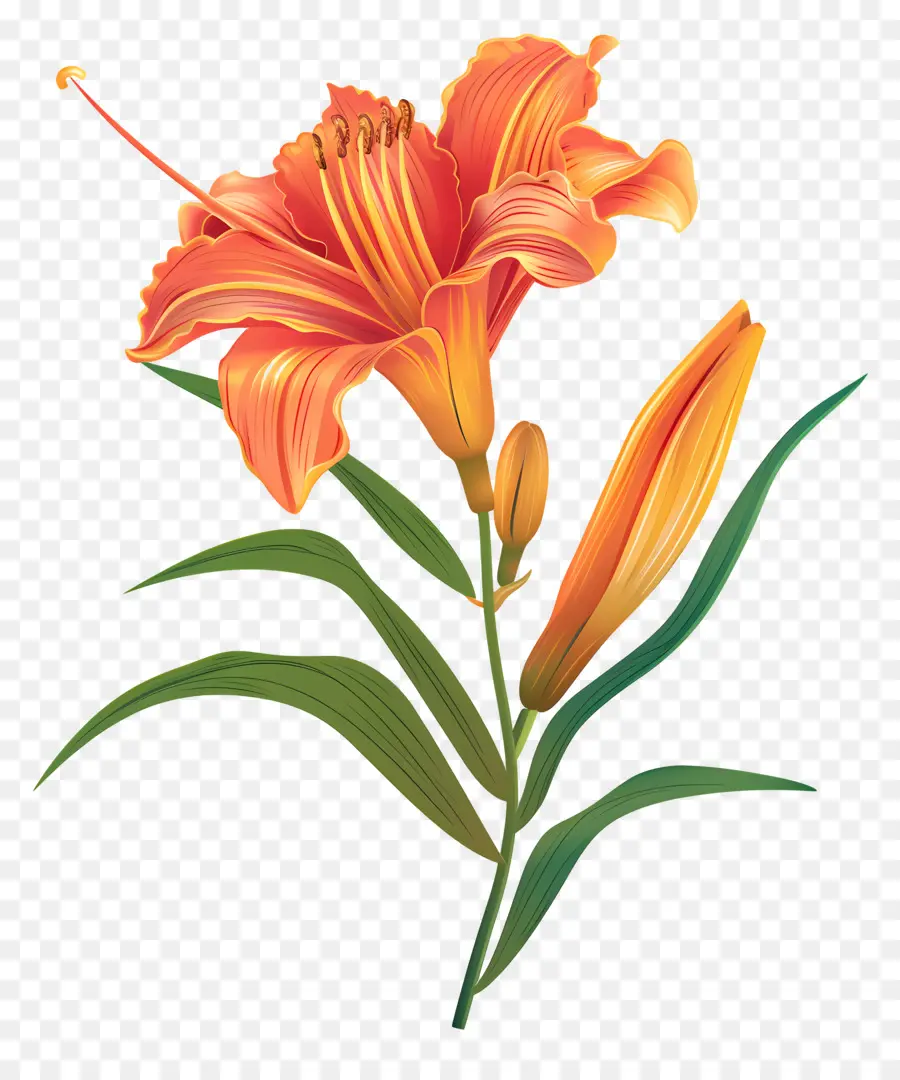 Hemerocallis，Naranja Lily PNG