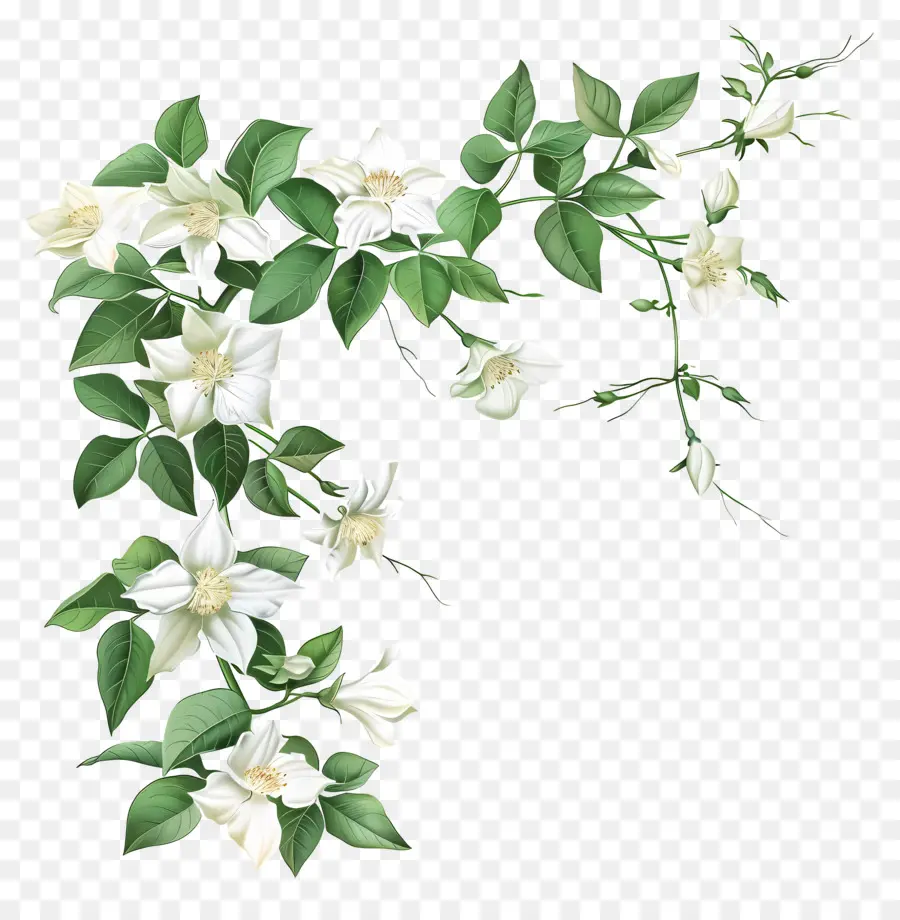 Vid De Jazmín，Flor De Vid PNG