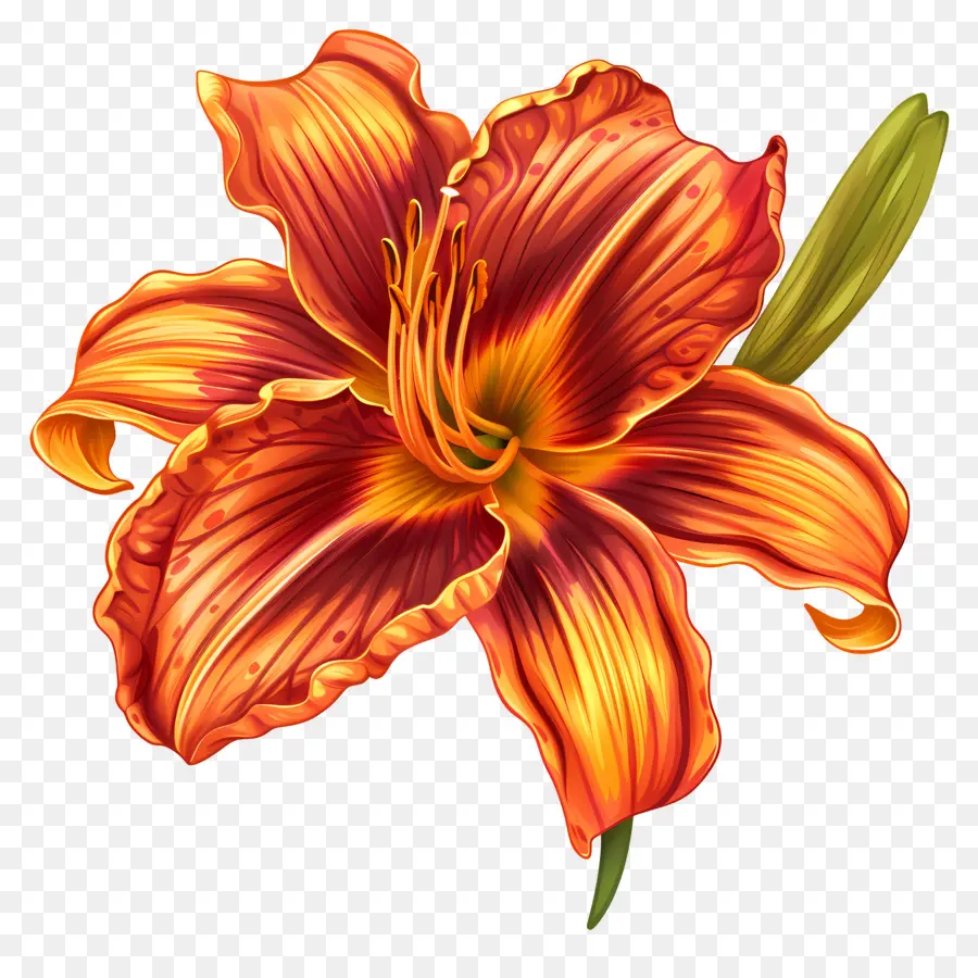 Hemerocallis，Flor De Naranja PNG