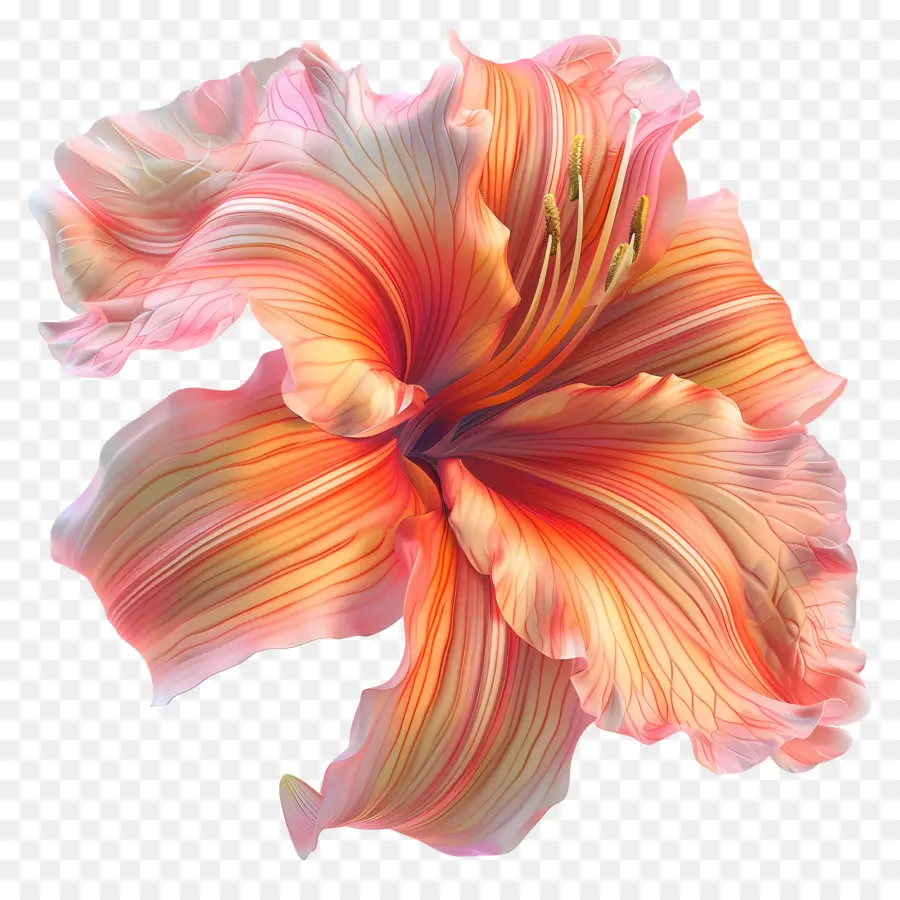 Hemerocallis，Calla Lily PNG