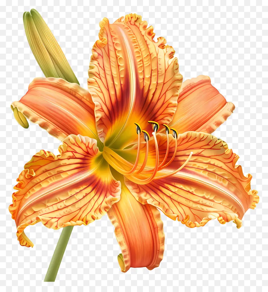 Hemerocallis，Naranja Lily PNG