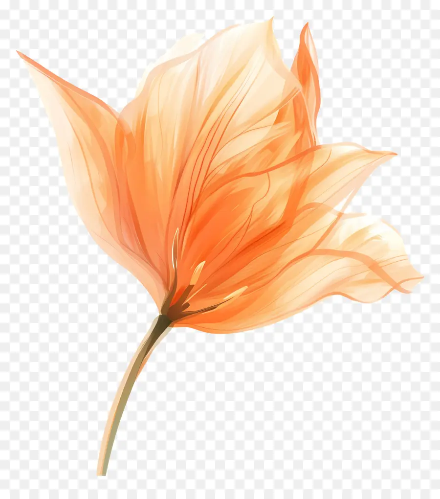 Flor，Flor Transparente PNG