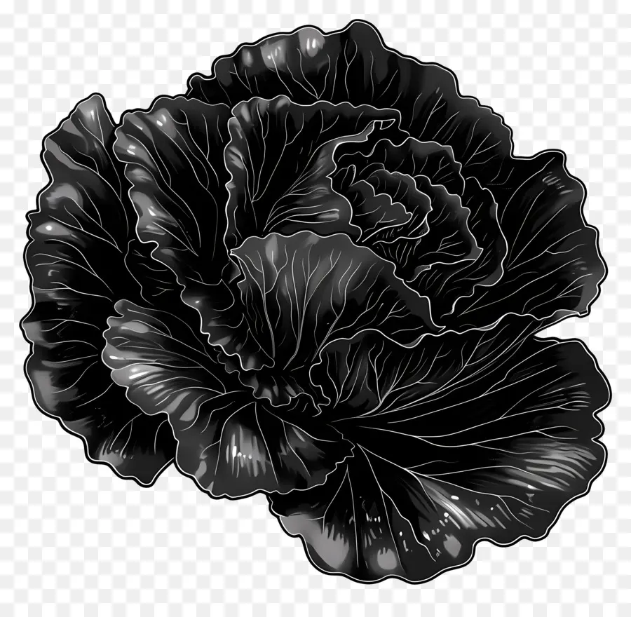 Lechuga，En Blanco Y Negro De La Flor PNG