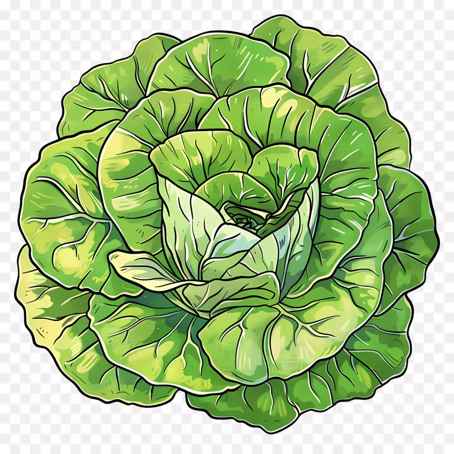 Lechuga，Verde Frondoso PNG