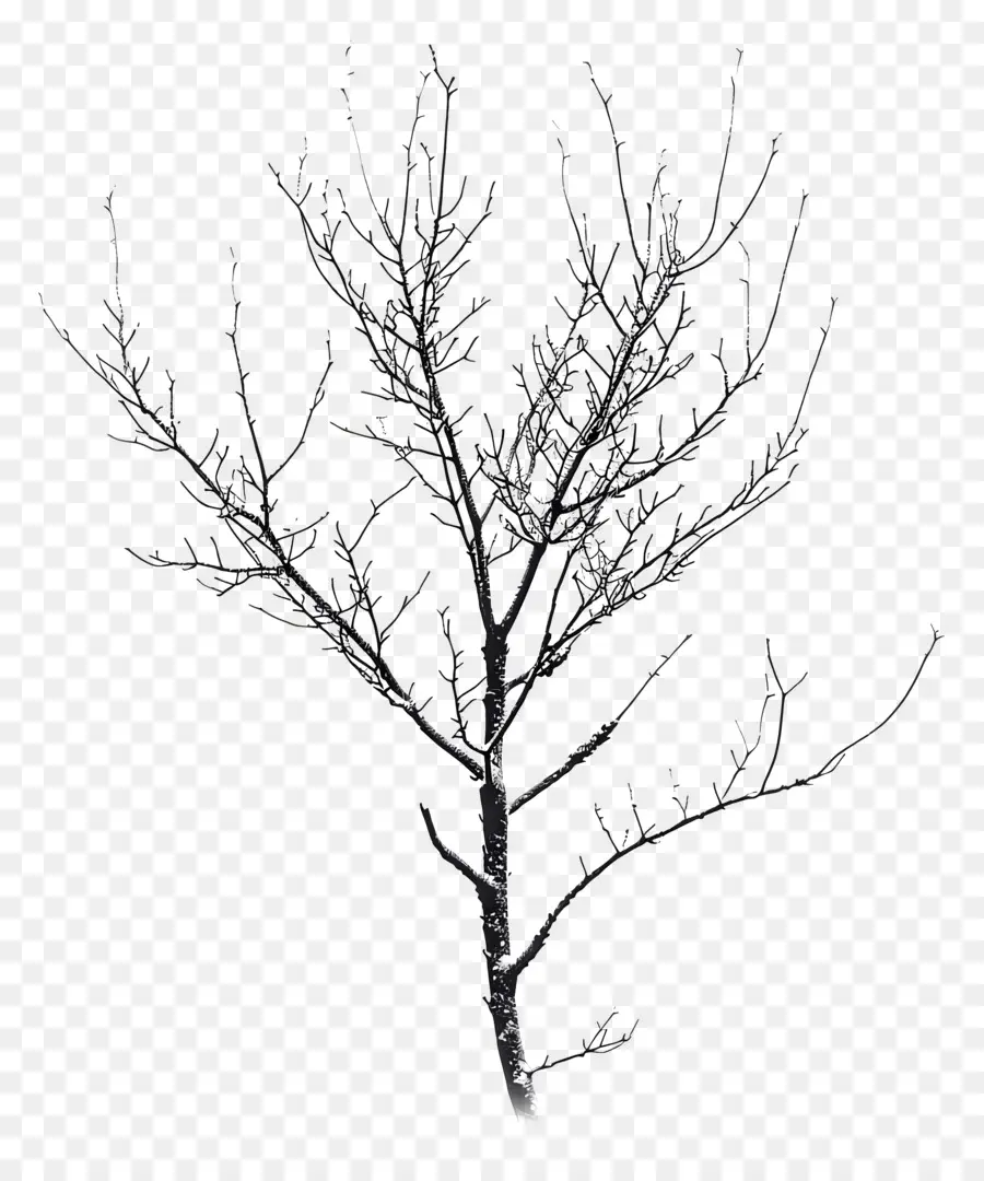 Escarcha Invierno，árbol Desnudo PNG