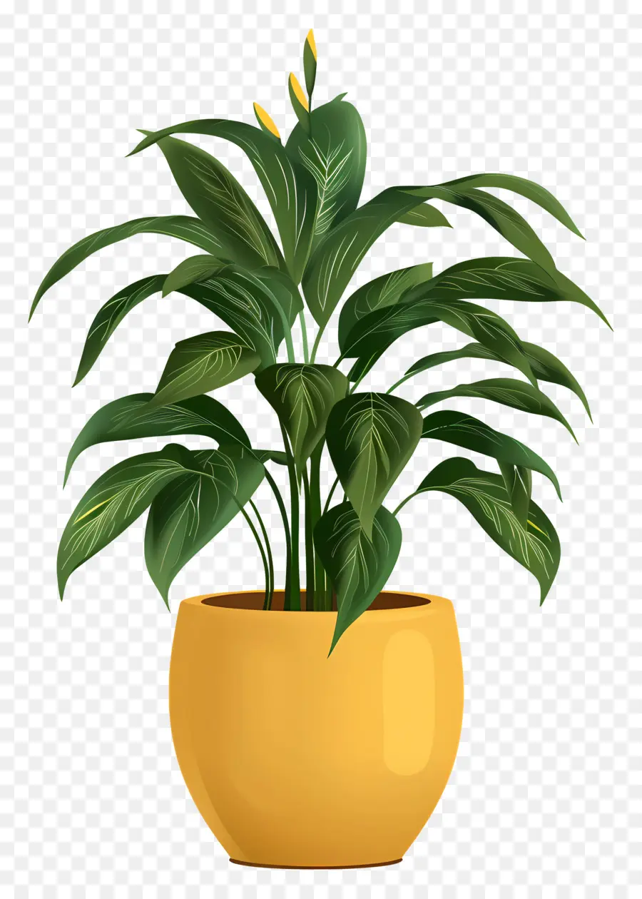 Planta De Interior，Lata De Planta PNG