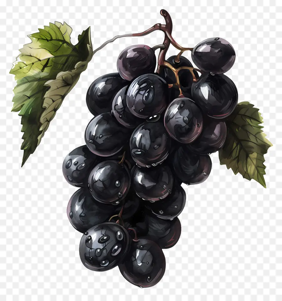 Las Uvas，Uva PNG