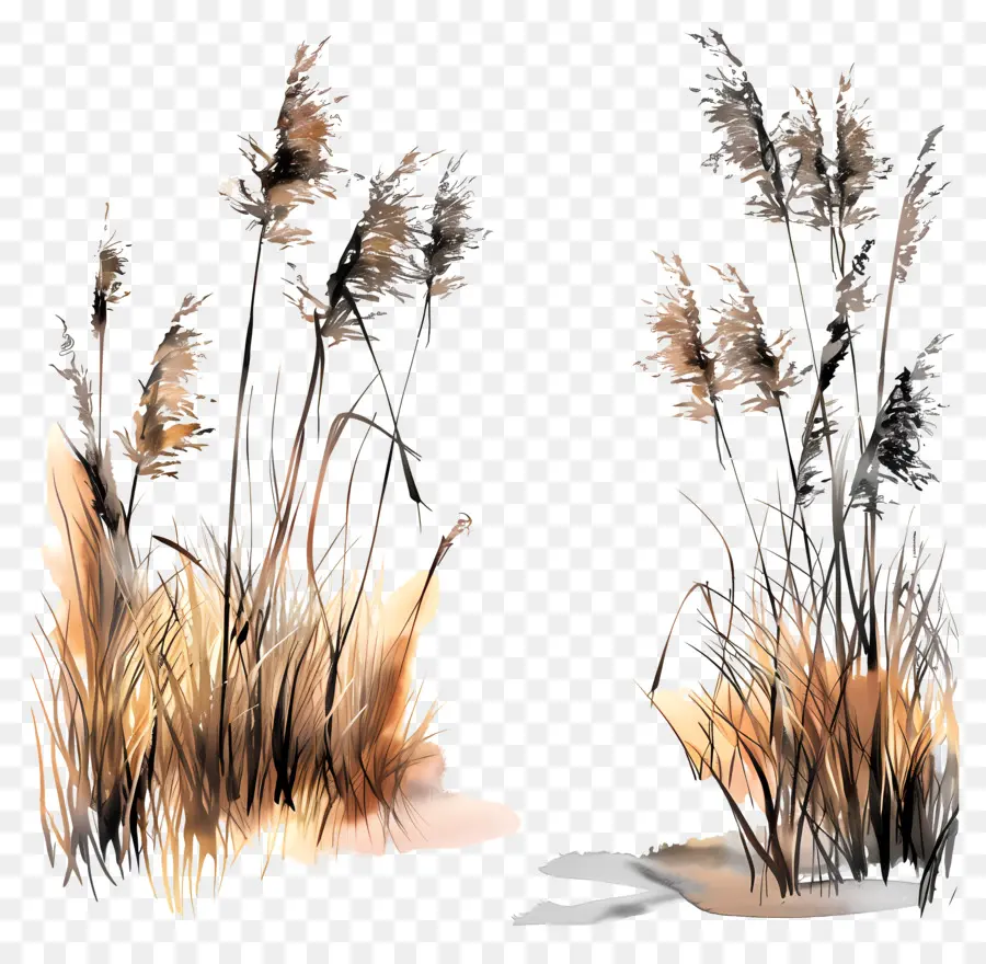 Reed，Pantano PNG