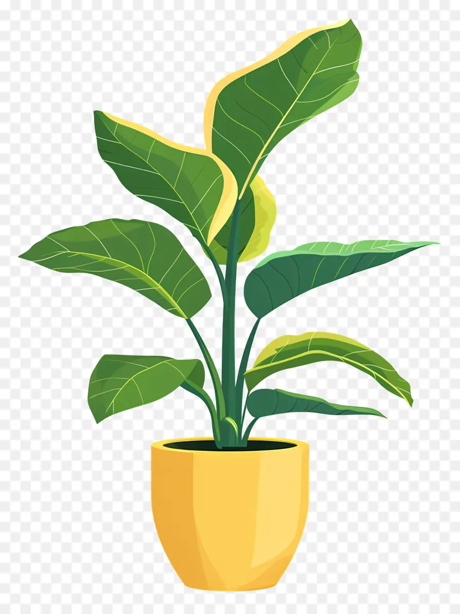 Planta De Interior，Planta En Maceta PNG