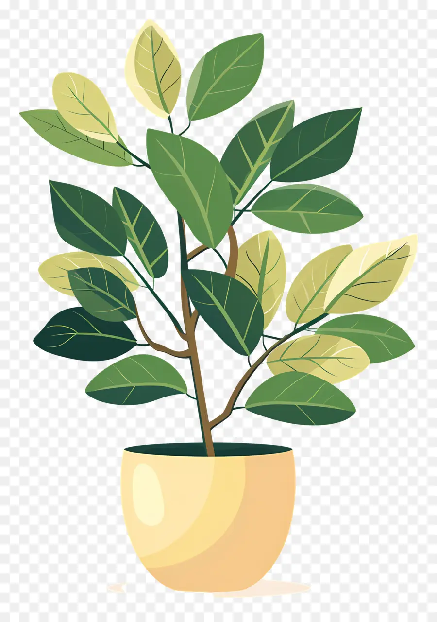 Ficus，Planta En Maceta PNG