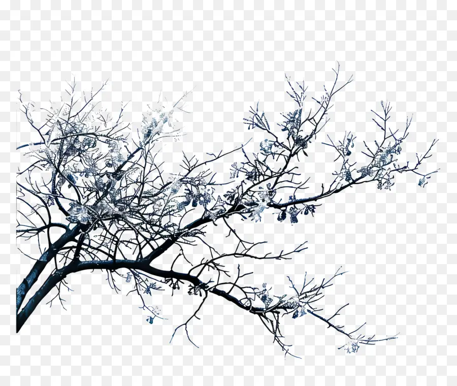 Invierno De Escarcha，árbol Brillante PNG