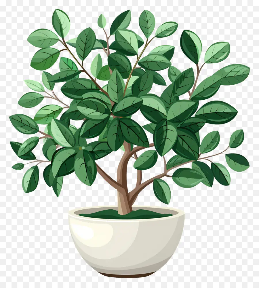 Ficus，Árbol Bonsái PNG