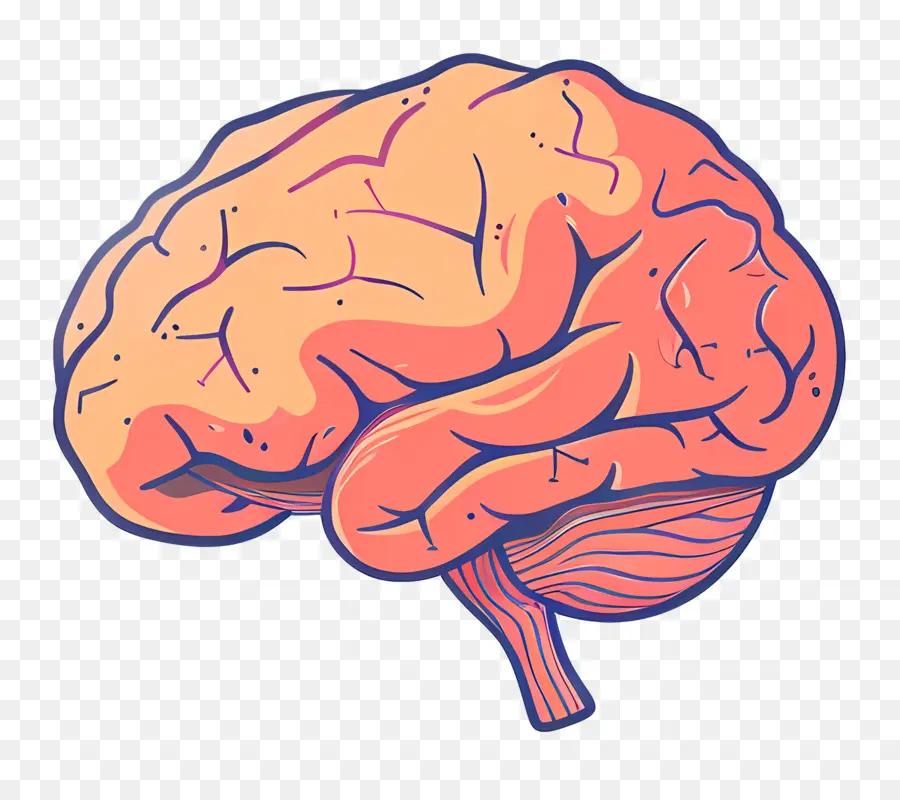 Cerebro，Cerebro Naranja PNG