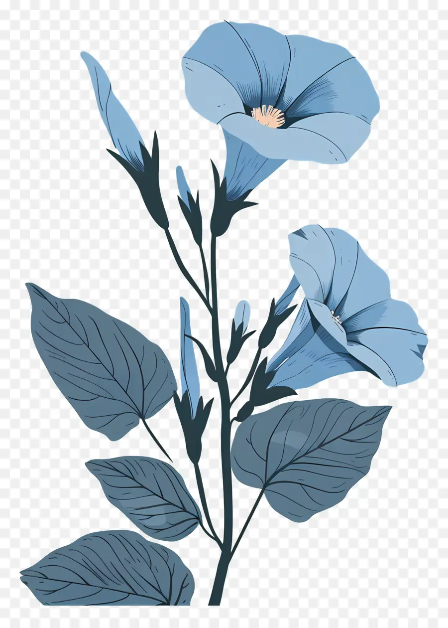 Gloria De La Mañana，Flor Azul PNG