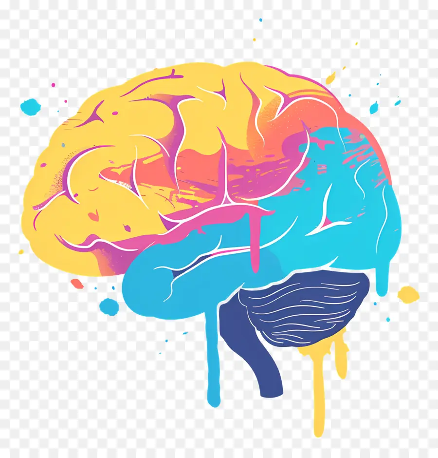 Cerebro，El Cerebro Humano PNG