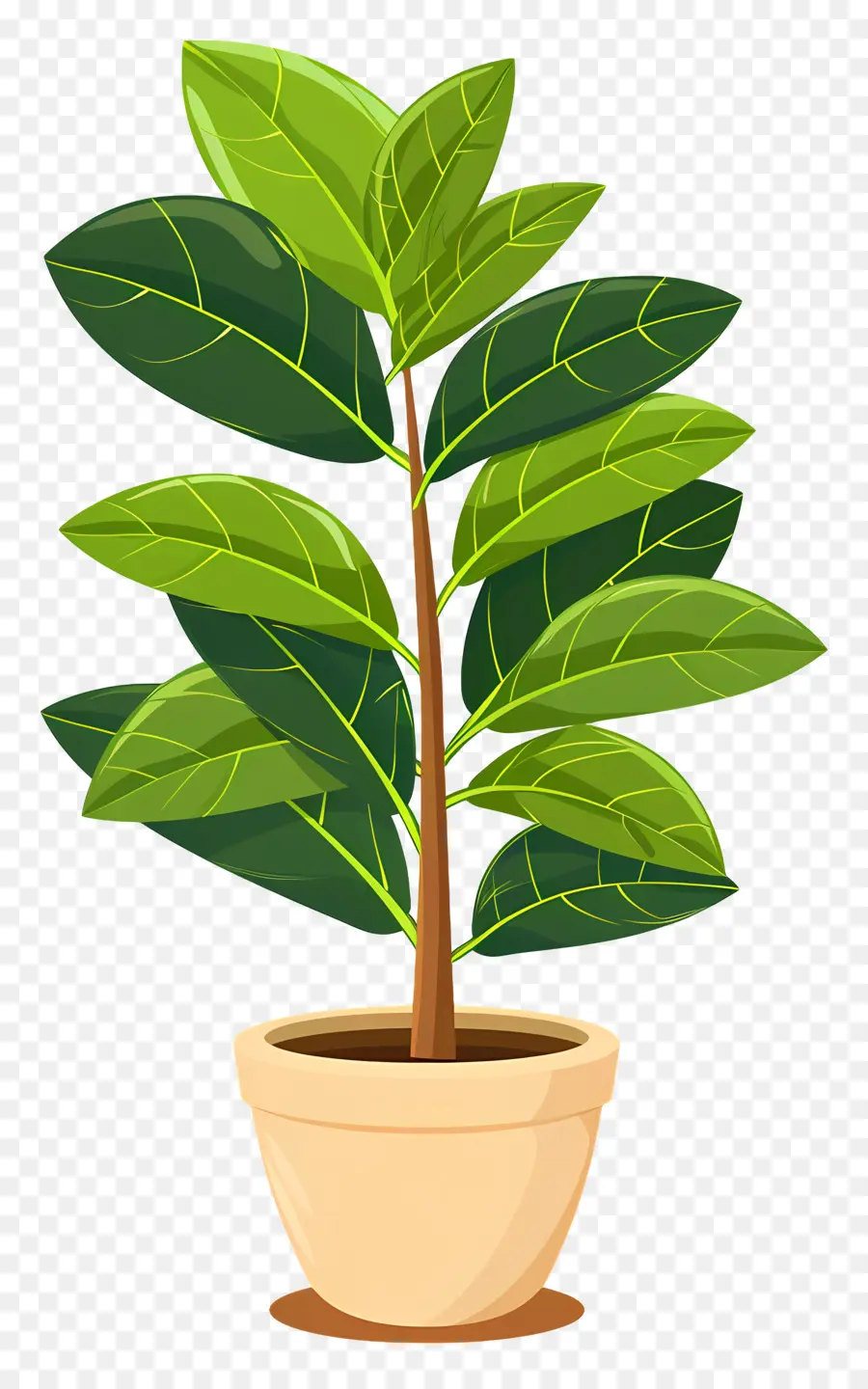 Ficus，Helecho PNG