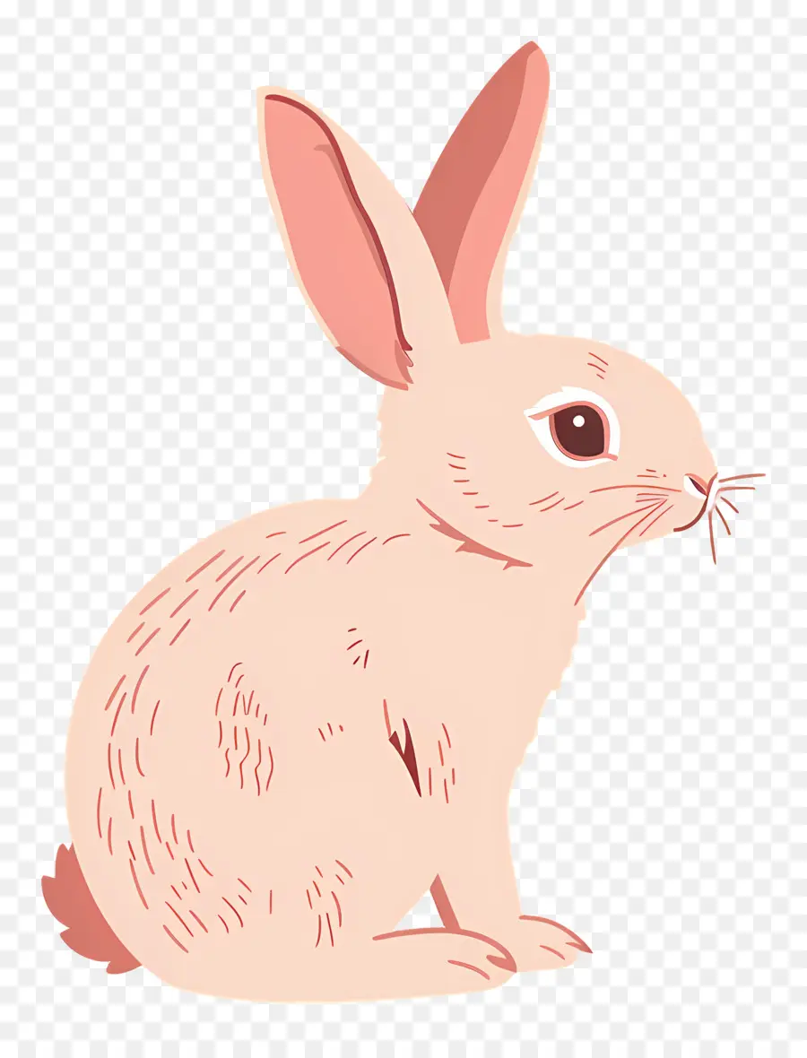 Conejito，Conejo Blanco PNG