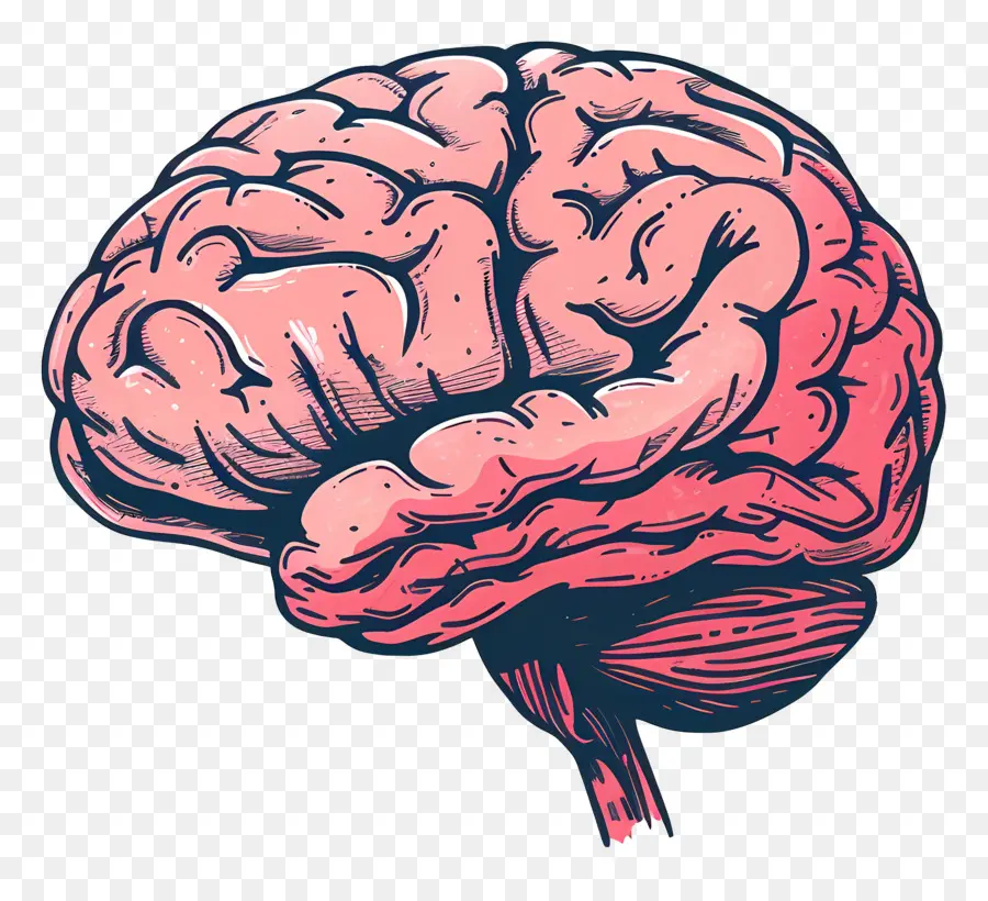 Cerebro，El Cerebro Humano PNG