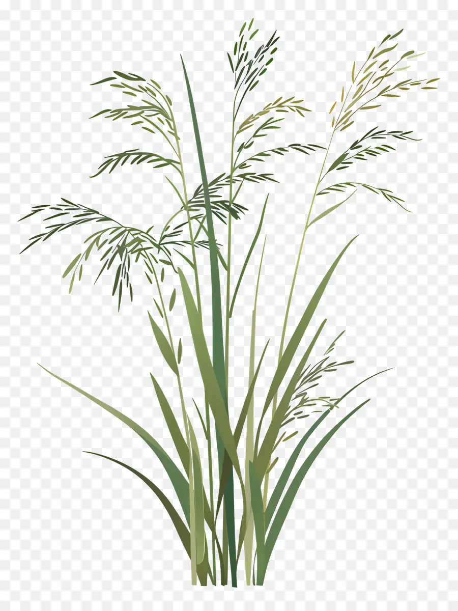 Las Plantas De Arroz，Planta PNG