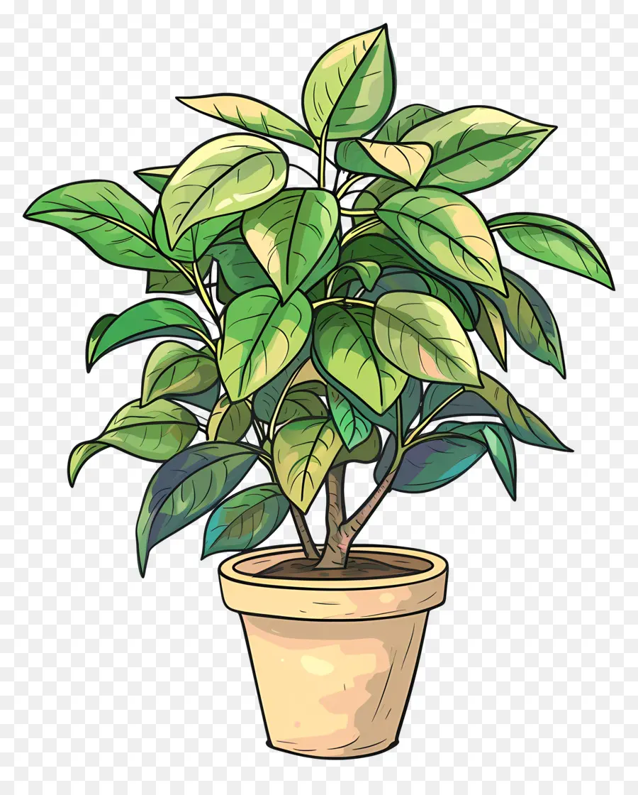 Ficus，Planta En Maceta PNG