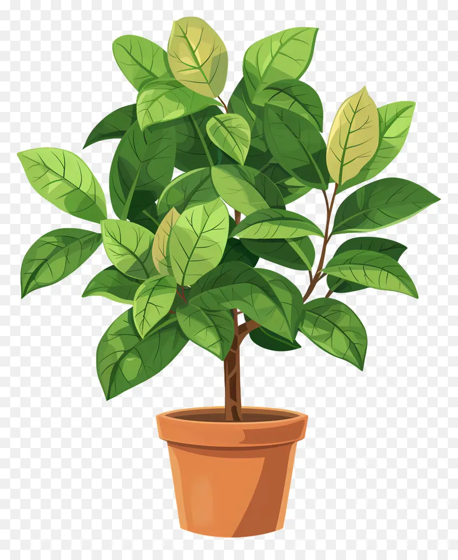 Ficus，La Planta De Jade PNG
