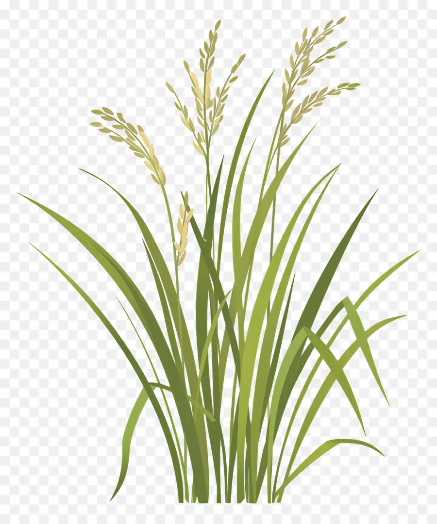 Las Plantas De Arroz，La Hierba Verde PNG