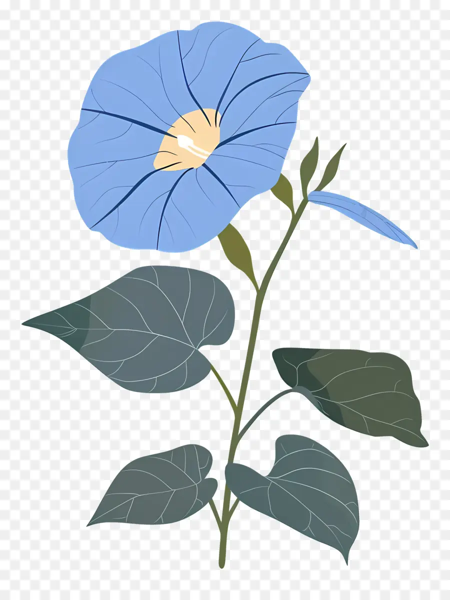 Gloria De La Mañana，Flor Azul PNG