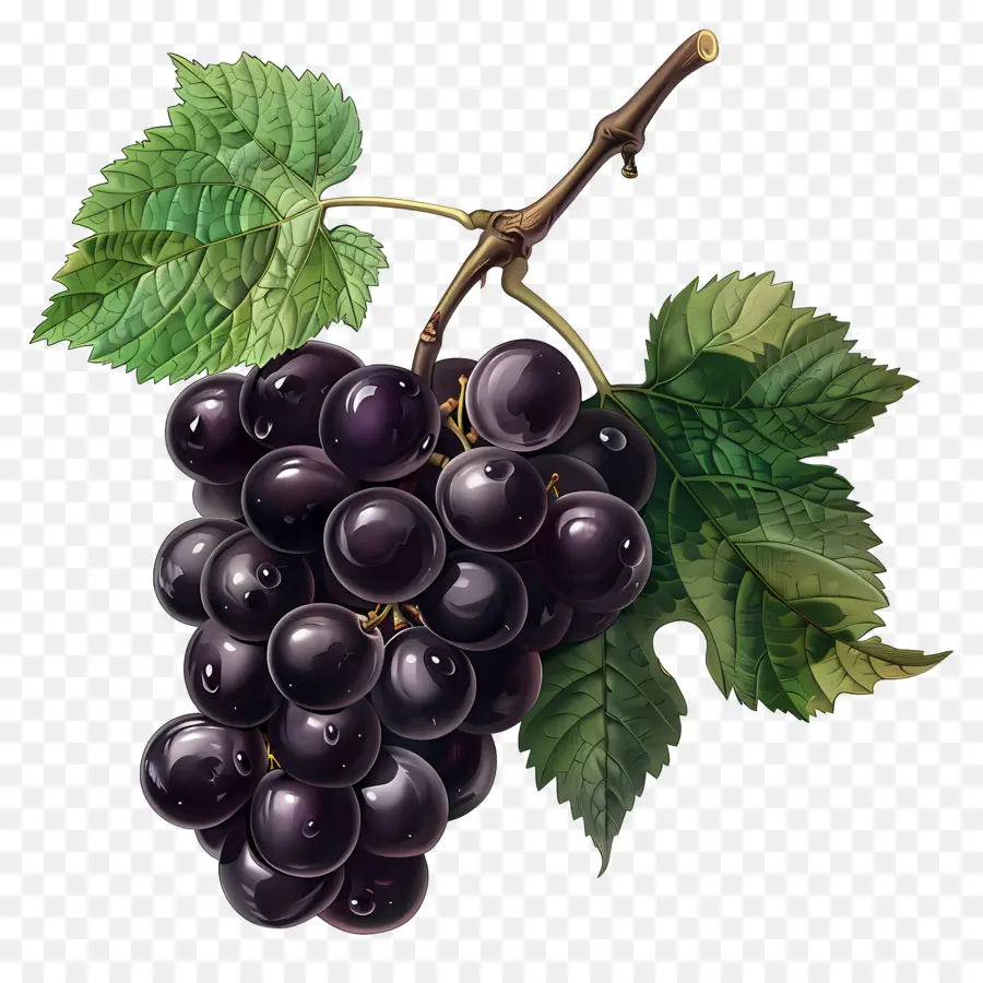 Las Uvas，Morado PNG