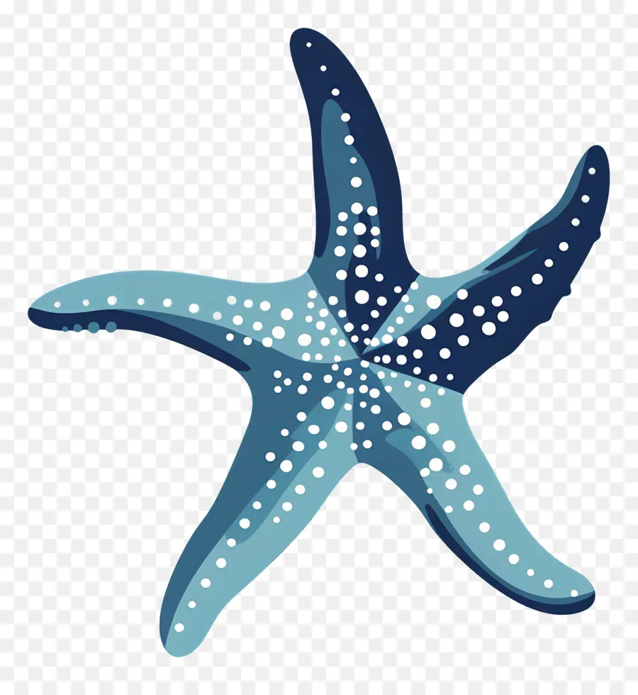 Estrella De Mar，Océano PNG