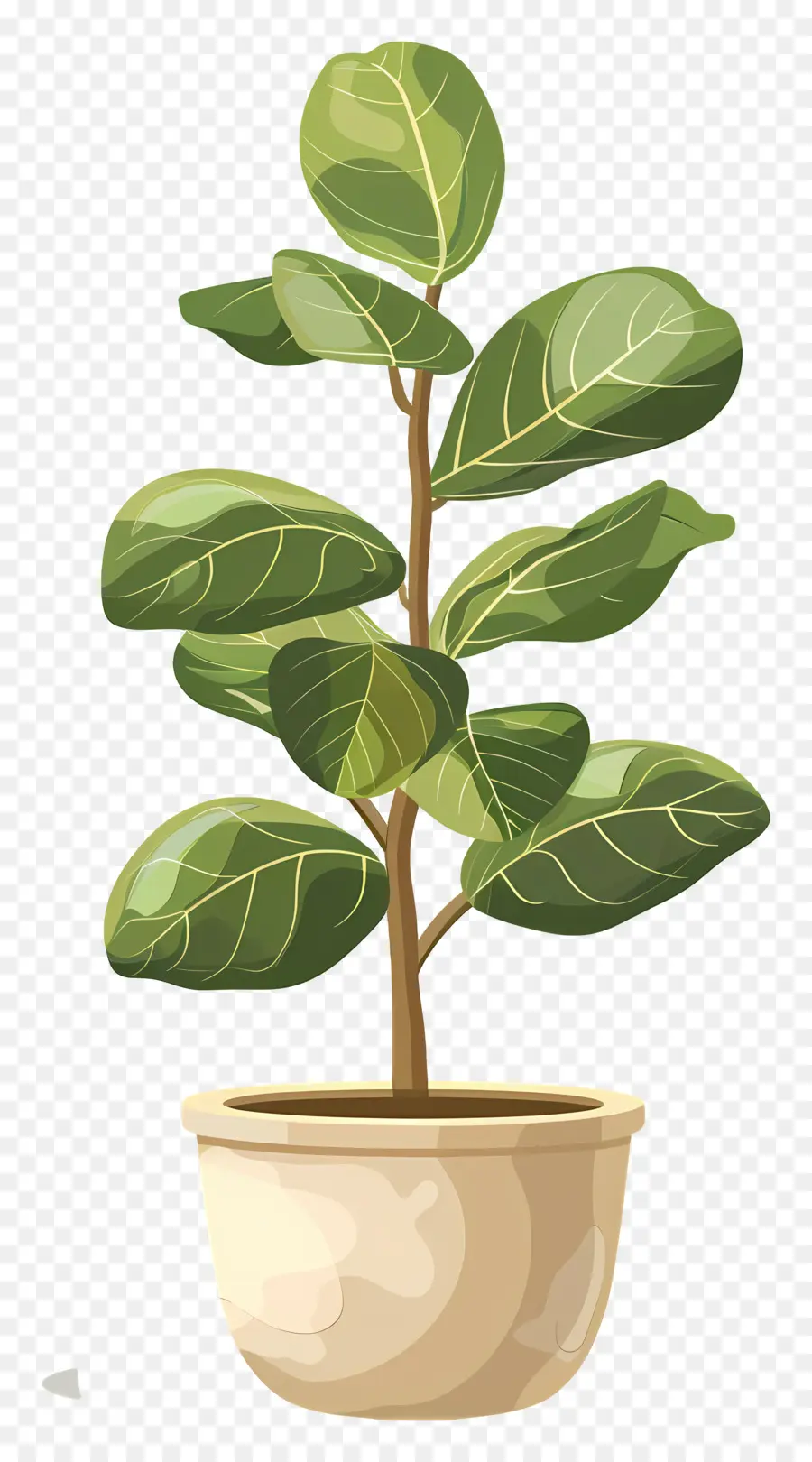 Ficus，Planta De Helecho PNG