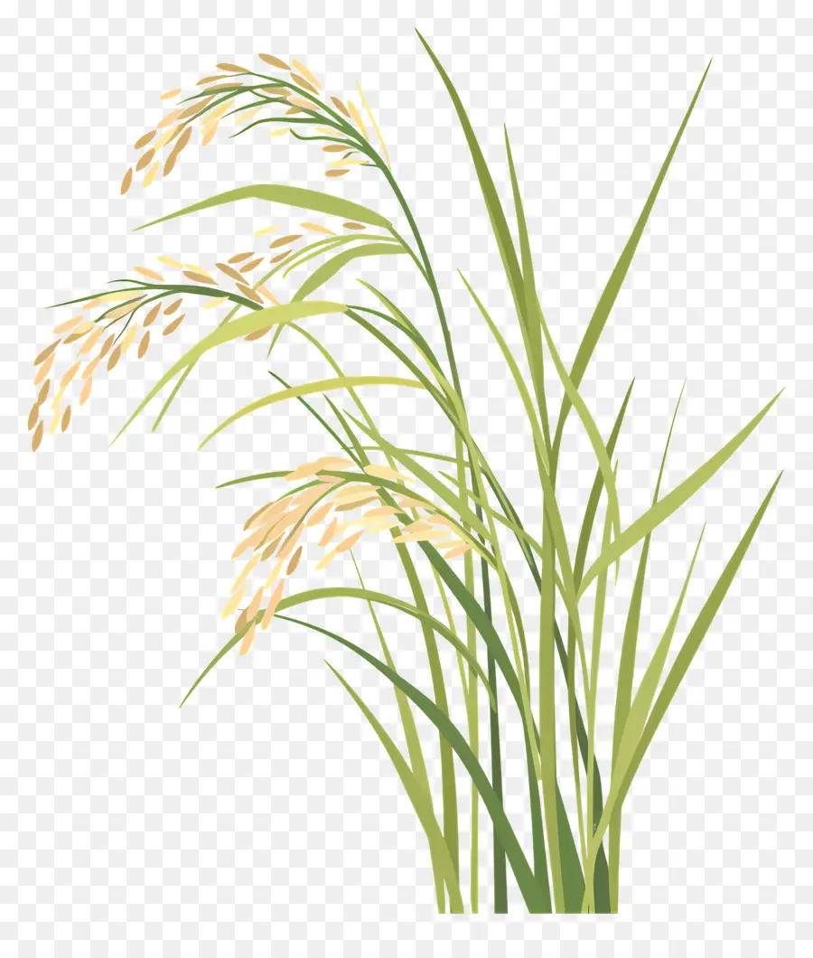 Las Plantas De Arroz，Hojas Marrones PNG