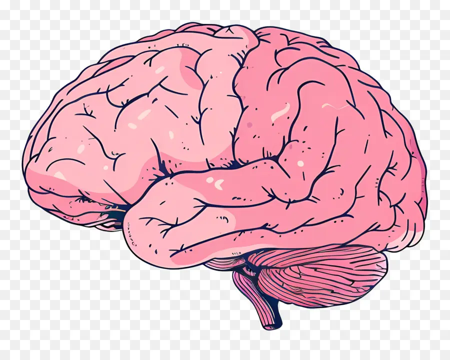 Cerebro，La Anatomía Del Cerebro PNG