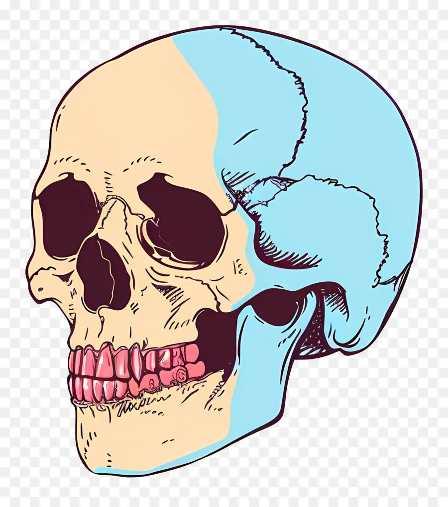 Cráneo，Calavera Colorida PNG