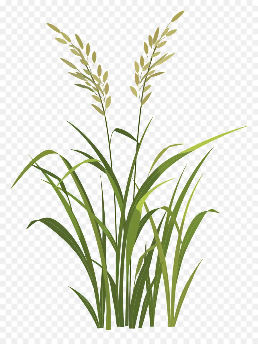 Las Plantas De Arroz，Planta PNG