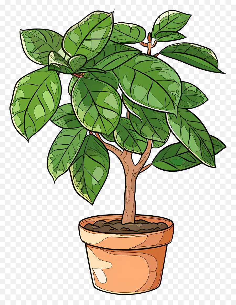 Ficus，Planta En Maceta PNG