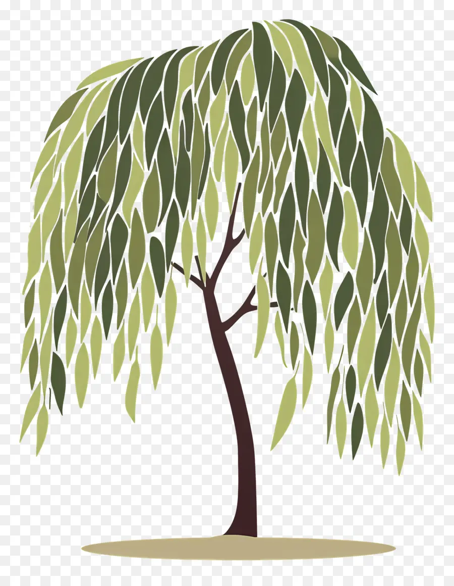 Sauce Llorón，árbol De Sauce PNG