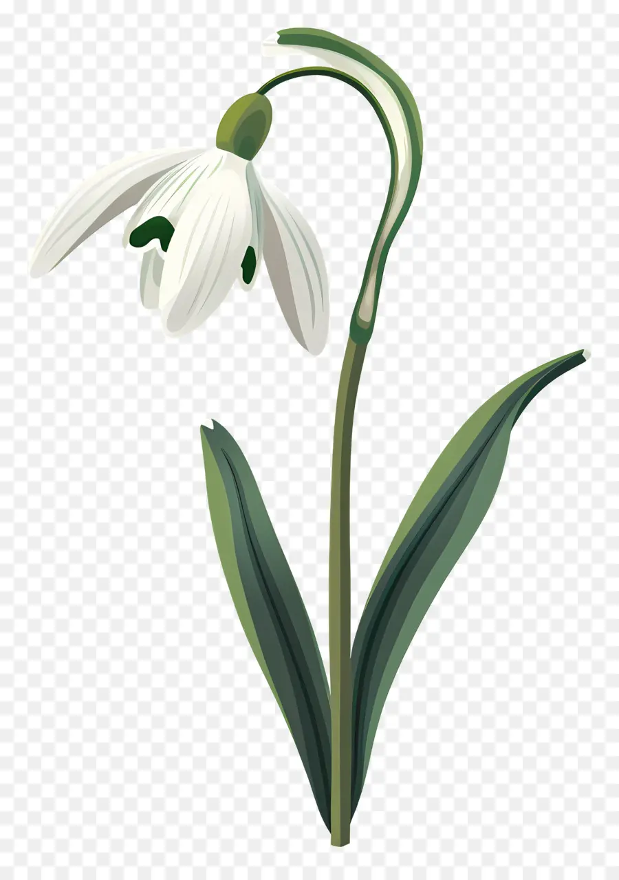 Flor De Campanilla De Invierno，Flor Blanca PNG