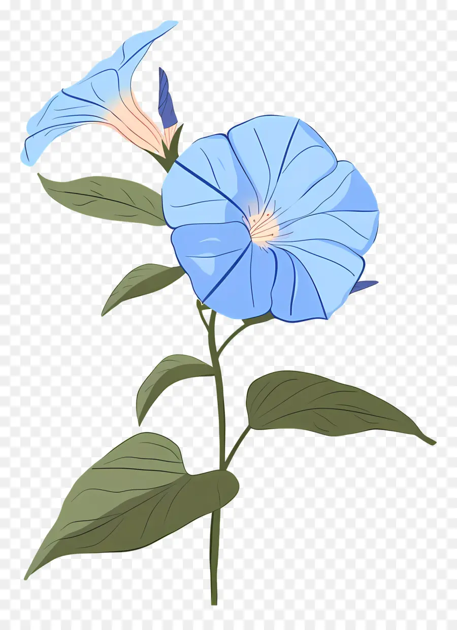 Gloria De La Mañana，Flor Azul PNG