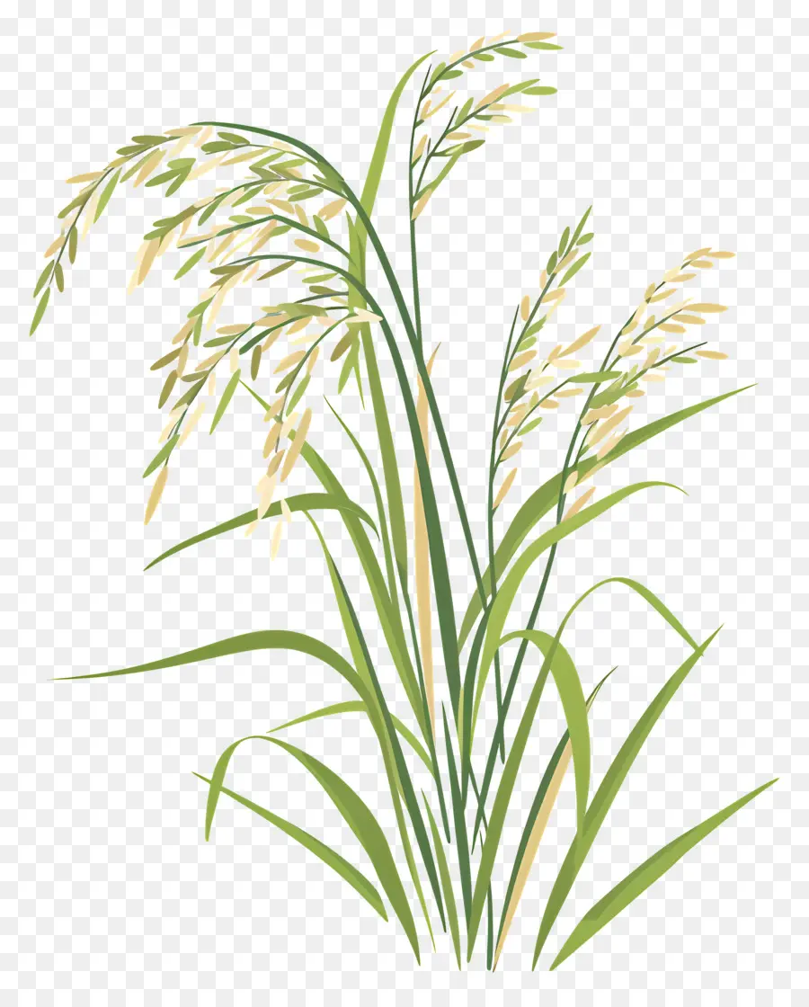 Las Plantas De Arroz，Planta PNG