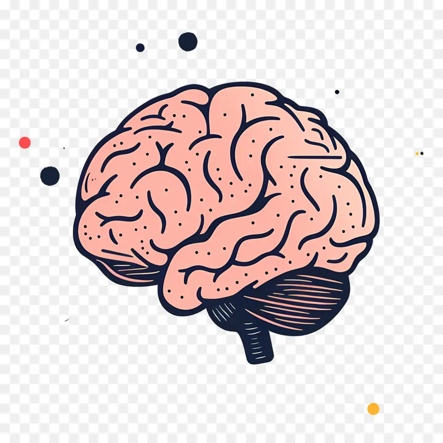 Cerebro，El Cerebro Humano PNG