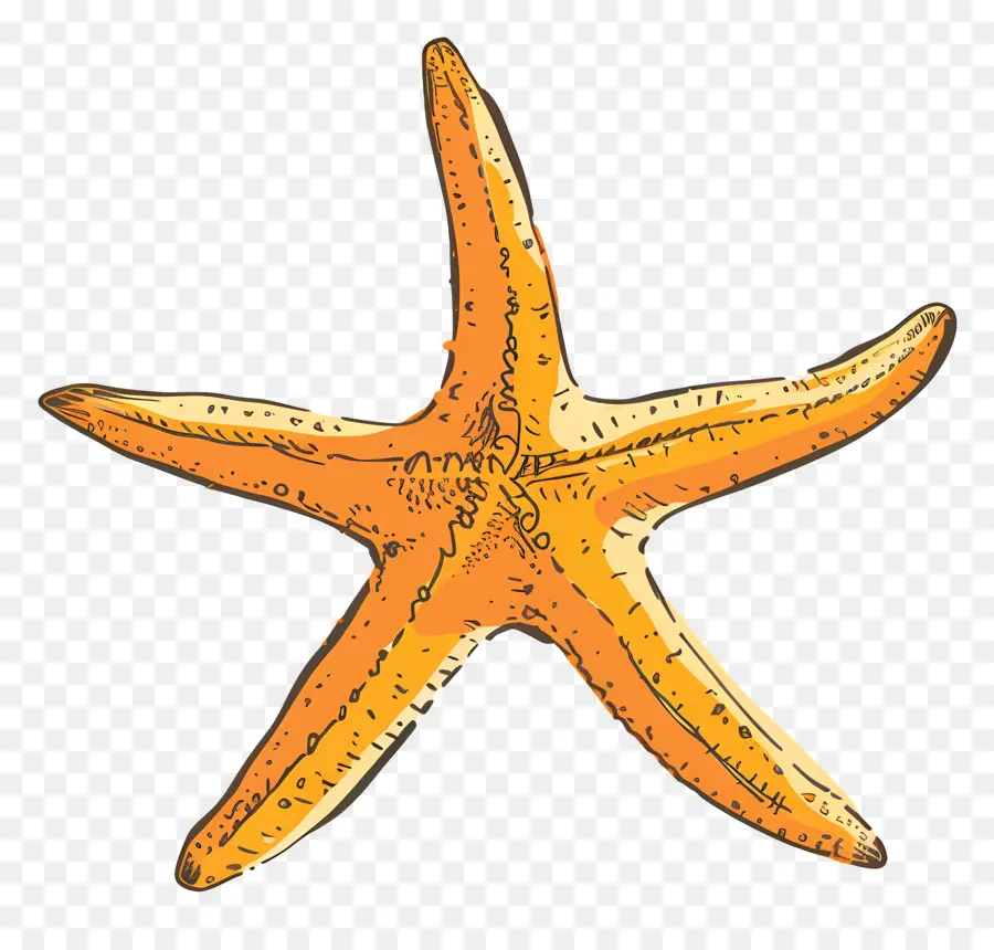 Estrella De Mar，La Vida Marina PNG